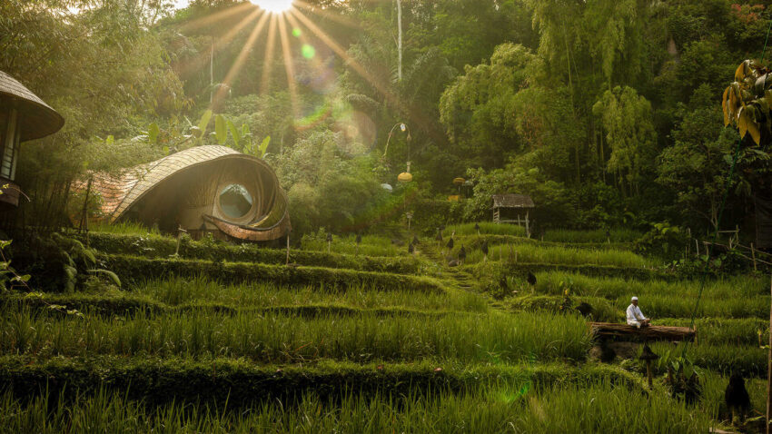 Bamboo shell pavilion set into the rice terraces at dawn
